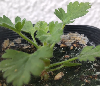 Pelargonium fulgidum 3 Seeds