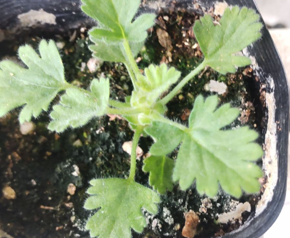 Pelargonium fulgidum 3 Seeds