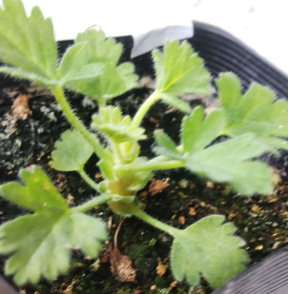 Pelargonium fulgidum 3 Seeds