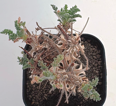 Pelargonium hiltum 3 Seeds