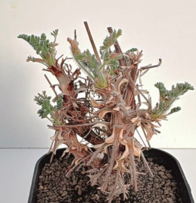 Pelargonium hiltum 3 Seeds