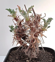 Pelargonium hiltum 3 Seeds