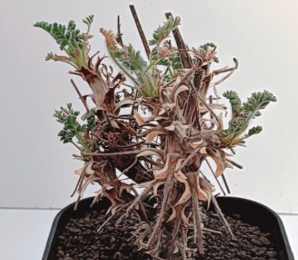 Pelargonium hiltum 3 Seeds