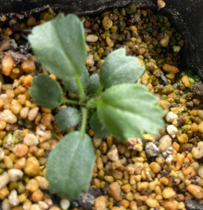 Pelargonium caroli-henricii 3 Seeds