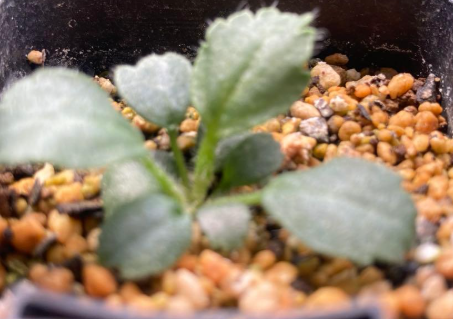 Pelargonium caroli-henricii 3 Seeds
