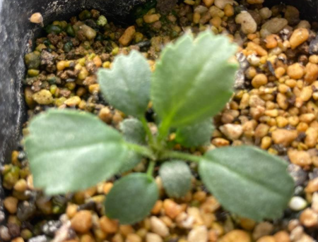 Pelargonium caroli-henricii 3 Seeds