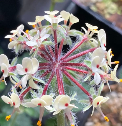 Pelargonium caroli-henricii 3 Seeds