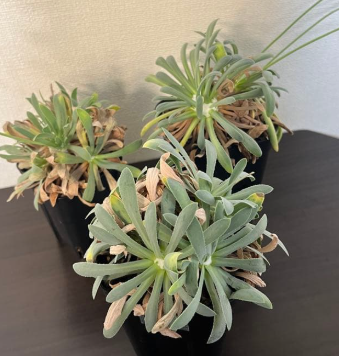 Othonna retrorsa 7 Seeds