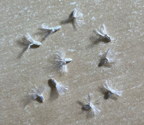 Othonna retrorsa 7 Seeds