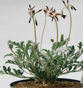 Pelargonium auritum 3 Seeds