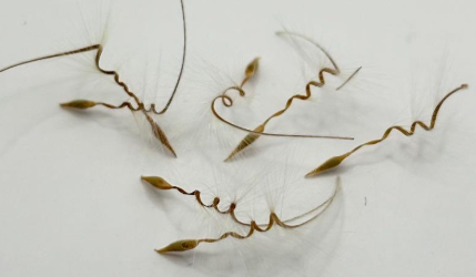 Pelargonium auritum 3 Seeds