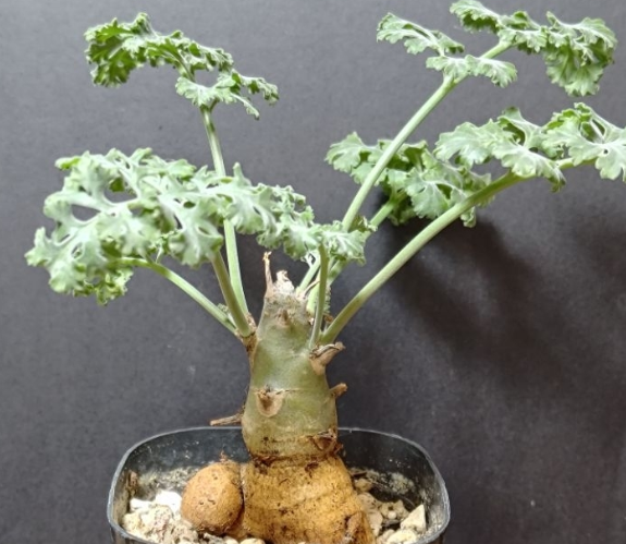 Pelargonium carnosum 3 Seeds