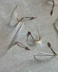 Pelargonium carnosum 3 Seeds