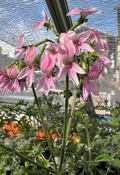 Pelargonium crassipes 3 Seeds