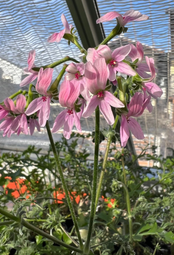 Pelargonium crassipes 3 Seeds