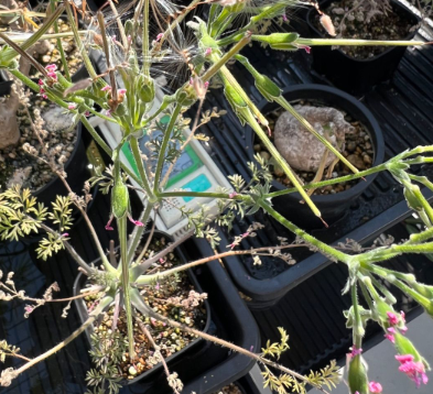 Pelargonium crassipes 3 Seeds