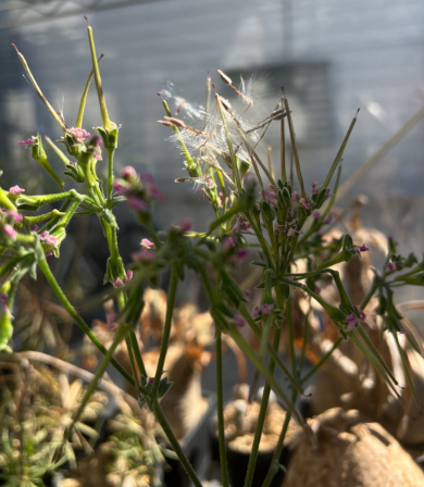 Pelargonium crassipes 3 Seeds