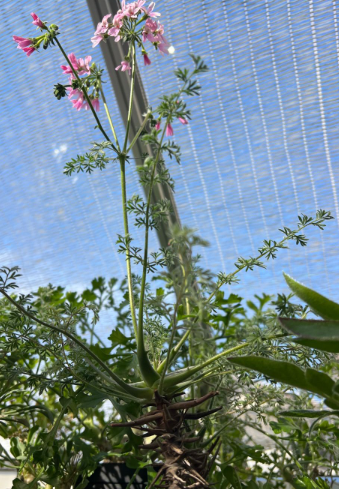 Pelargonium crassipes 3 Seeds