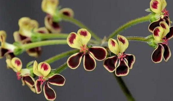 Pelargonium pulverulentum 3 Seeds