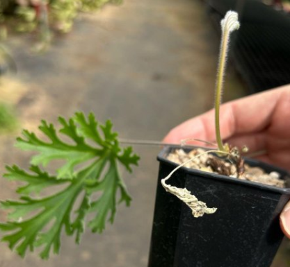 Pelargonium pulverulentum 3 Seeds