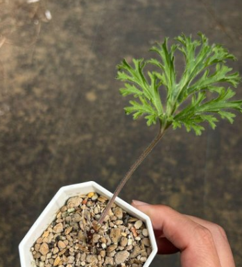 Pelargonium pulverulentum 3 Seeds