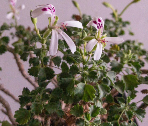 Pelargonium xerophyton 3 Seeds