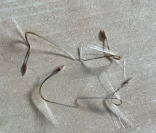 Pelargonium candicans 3 Seeds