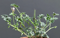 Pelargonium candicans 3 Seeds