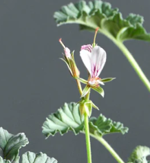 Pelargonium candicans 3 Seeds