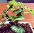 Pelargonium Cotyledonis 3 Seeds