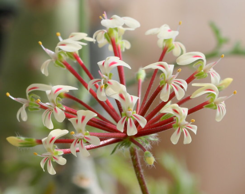 Pelargonium rubiginosum 3 Seeds