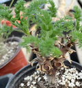Pelargonium rubiginosum 3 Seeds