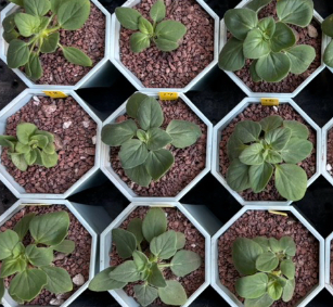 Pelargonium vinaceum 3 Seeds