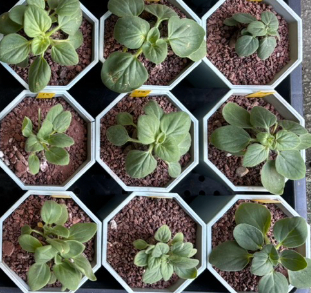 Pelargonium vinaceum 3 Seeds