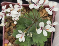Pelargonium vinaceum 3 Seeds