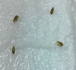 Pelargonium rapaceum 3 Seeds
