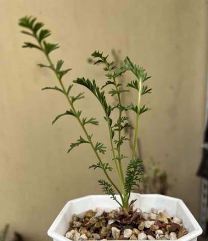 Pelargonium rapaceum 3 Seeds