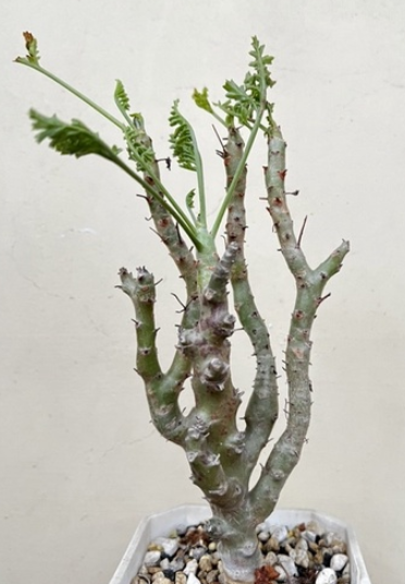 Pelargonium laxum 3 Seeds