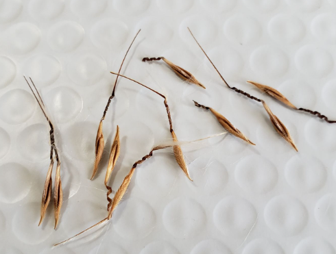 Pelargonium aridum 3 Seeds