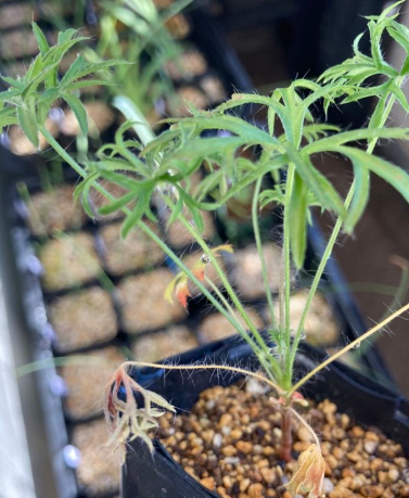 Pelargonium aridum 3 Seeds