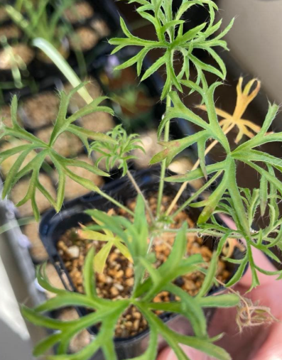 Pelargonium aridum 3 Seeds