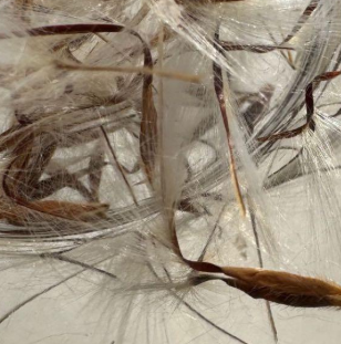 Pelargonium quinquelobatum 3 Seeds