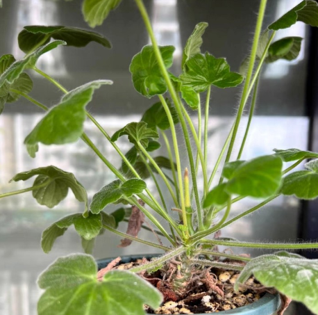 Pelargonium quinquelobatum 3 Seeds