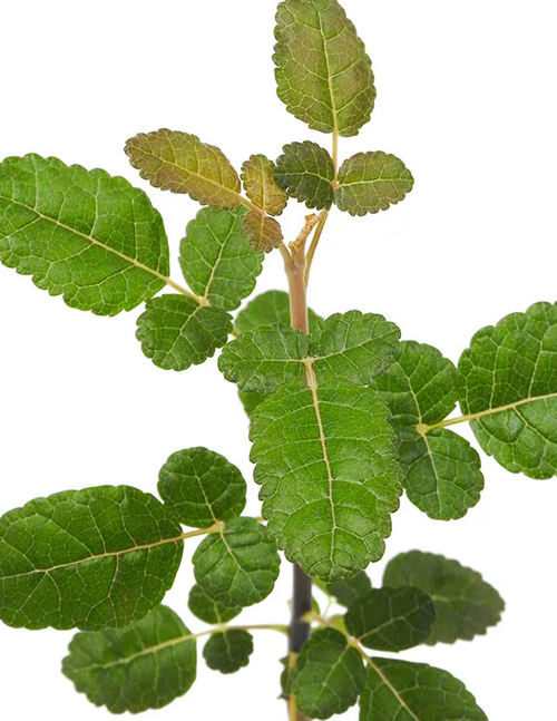 Boswellia oropedionis 5 Seeds