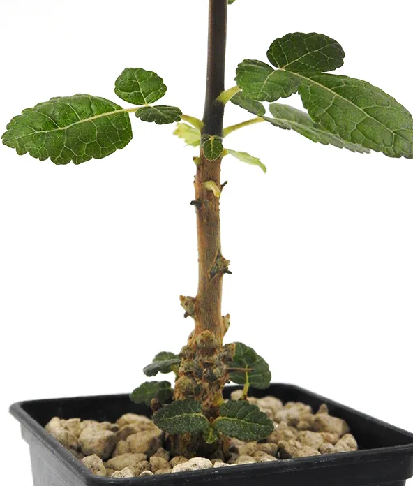 Boswellia oropedionis 5 Seeds