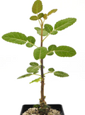 Boswellia oropedionis 5 Seeds