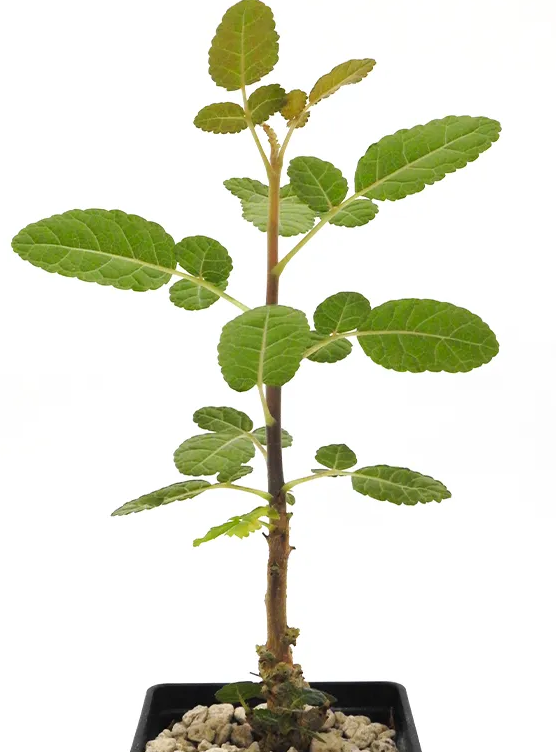 Boswellia oropedionis 5 Seeds