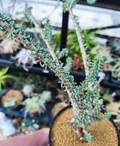 Ceraria namaquensis 4 Seeds
