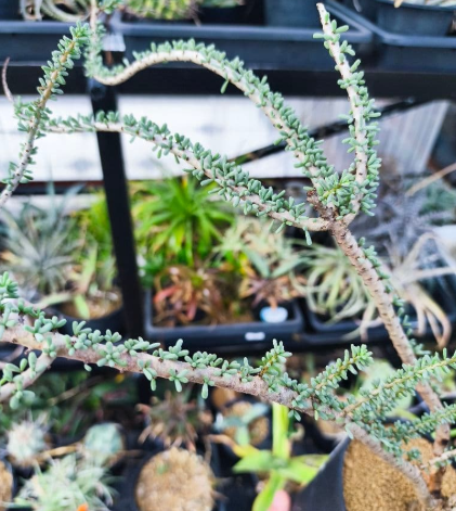 Ceraria namaquensis 4 Seeds