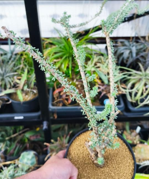 Ceraria namaquensis 4 Seeds